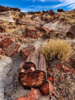 pf13-PB270534 Petrified Forest.jpg
