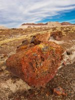 pf14-PB270560 Petrified Forest.jpg