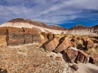 pf15-PB270574 Petrified Forest v2.jpg