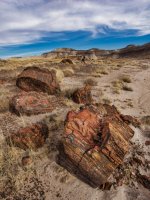 pf17-PB270632 Petrified Forest.jpg