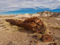pf18-PB270654 Petrified Forest.jpg