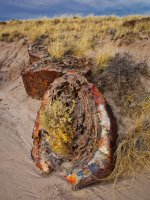 pf19-PB270692 Petrified Forest.jpg
