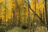 IMG_0979.jpg