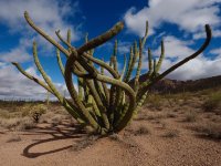 O1-Old Organ Pipe Cactus-P2196510.jpg
