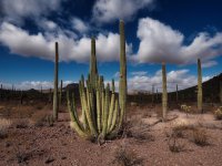 O2- classic western- younger Organ Pipe cactus-P2196536.jpg
