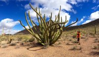 O5-Rick photographing the old Organ pipe cactus-IMG_9126.jpg
