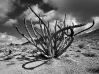 O6- black and white old organ pipe cactus-P2196488.jpg