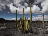 O8-darker classic setting-P2196546.jpg