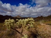 O11-cholla with view towards valley-P2196570.jpg