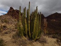 O12-organ pipie cactus with dead saguaros-P2196582.jpg