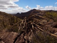 O15-dead organ pipe cactus-P2196588.jpg
