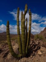 O13-organ pipe cactus w view back towards valley-P2196604.jpg