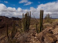 O14-group of organ pipe cacti-P2196610.jpg