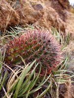 O23-close up-P2190640.jpg