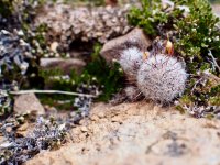 O24-another close up-P2190641.jpg