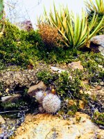 O25-iphone close up-IMG_E9194.jpg