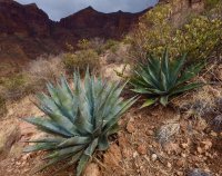 O28-pretty-agave-P2196676.jpg