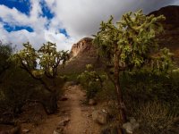 O30-cholla valley-nickname-P2196684.jpg