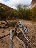 O31- dead cholla?-P2196695.jpg