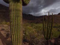 O37-dark clouds at Saguaros-P2196798.jpg