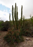 O34-finding a sliver of sun and flowers-P2196737.jpg