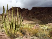 O38-organ pipe with sliver of sunshine-IMG_9222.jpg