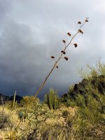 O39-iphone of dry flower stalk-IMG_E9215.jpg