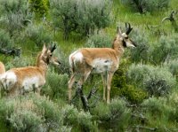 Yellowstone 05\' 052.jpg Yellowstone 05\' 052.jpg