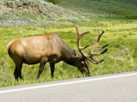 Yellowstone 05\' 027.jpg Yellowstone 05\' 027.jpg