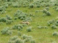 Yellowstone 05\' 058.jpg Yellowstone 05\' 058.jpg