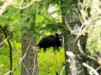 Yellowstone 05\' 047.jpg Yellowstone 05\' 047.jpg
