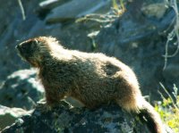 Yellowstone 05\' 128.jpg Yellowstone 05\' 128.jpg