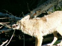 Yellowstone 05\' 133.jpg Yellowstone 05\' 133.jpg