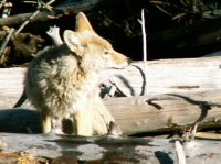 Yellowstone 05\' 136.jpg Yellowstone 05\' 136.jpg