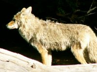 Yellowstone 05\' 138.jpg Yellowstone 05\' 138.jpg