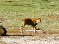 Yellowstone 05\' 147.jpg Yellowstone 05\' 147.jpg