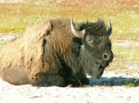 Yellowstone 05\' 148.jpg Yellowstone 05\' 148.jpg