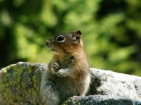 Yellowstone 05\' 165.jpg Yellowstone 05\' 165.jpg