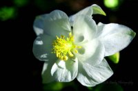 456_morning-columbine_white-pine.jpg