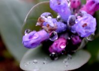 26_water-droplets_wildflowers.jpg