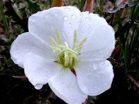 27_evening-primrose_morning-dew.jpg