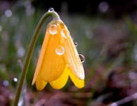 89_yellow-fritillaria .jpg