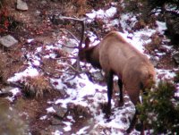 17_bull-elk.jpg
