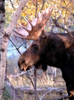 69_bull-moose.jpg