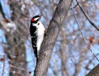 83_downy-woodpecker.jpg