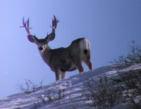 84_non-typ_muledeer.jpg