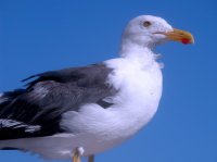 98_california-gull_sea-of-cortez.jpg