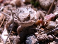 109_horned-lizard_utah.jpg