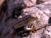 110_lizard.jpg