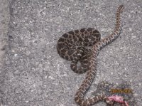 Wood Samples 1045.JPG